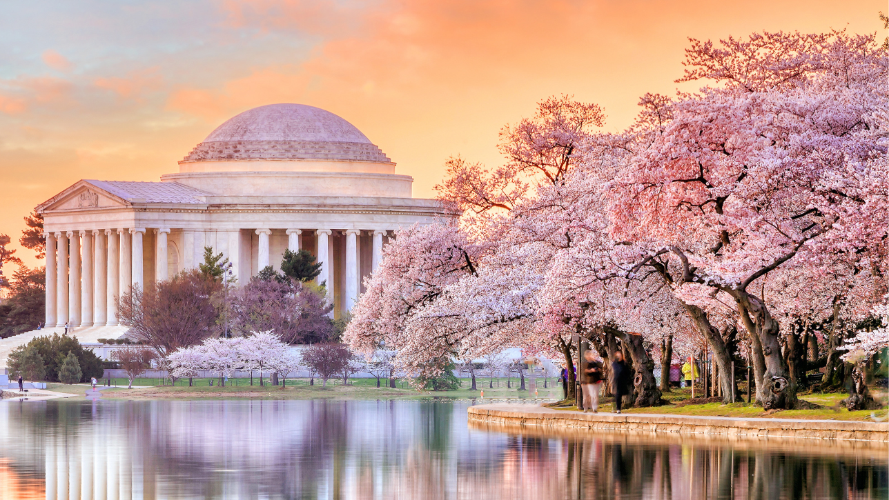 How long do cherry blossoms last?