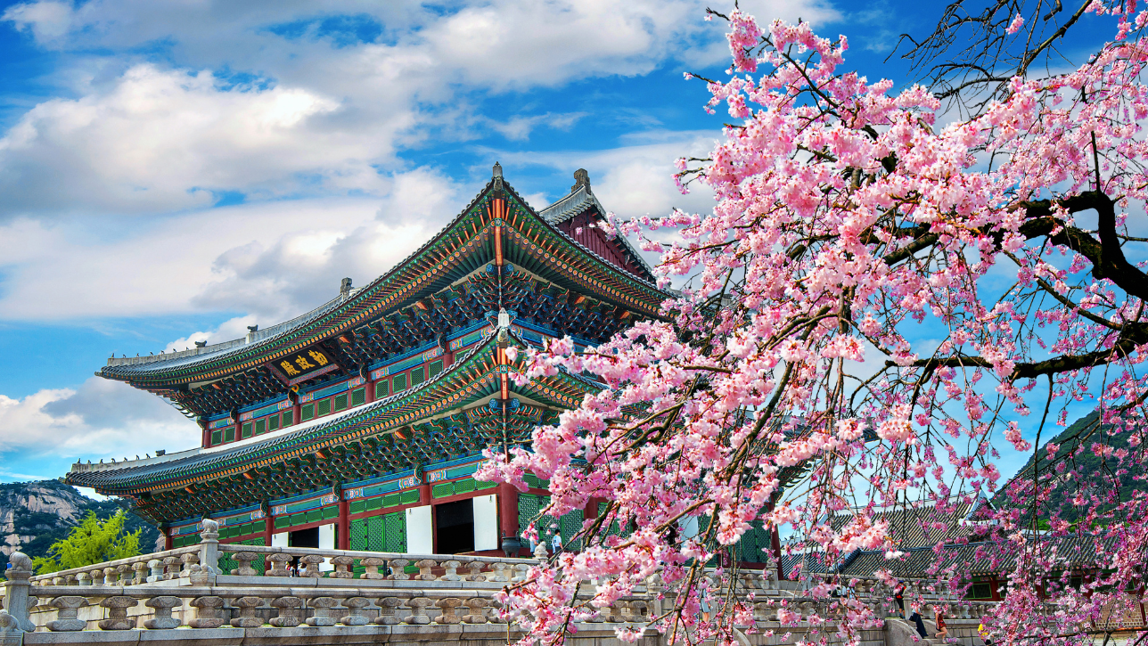 Hwagae, South Korea – A Romantic Cherry Blossom festival 2025