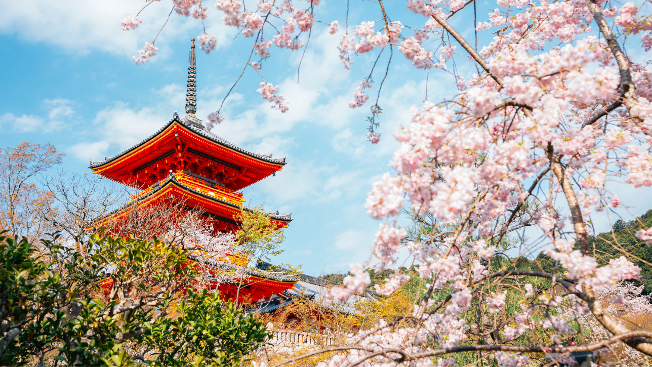 Kyoto, Japan – A Timeless Sakura Sanctuary