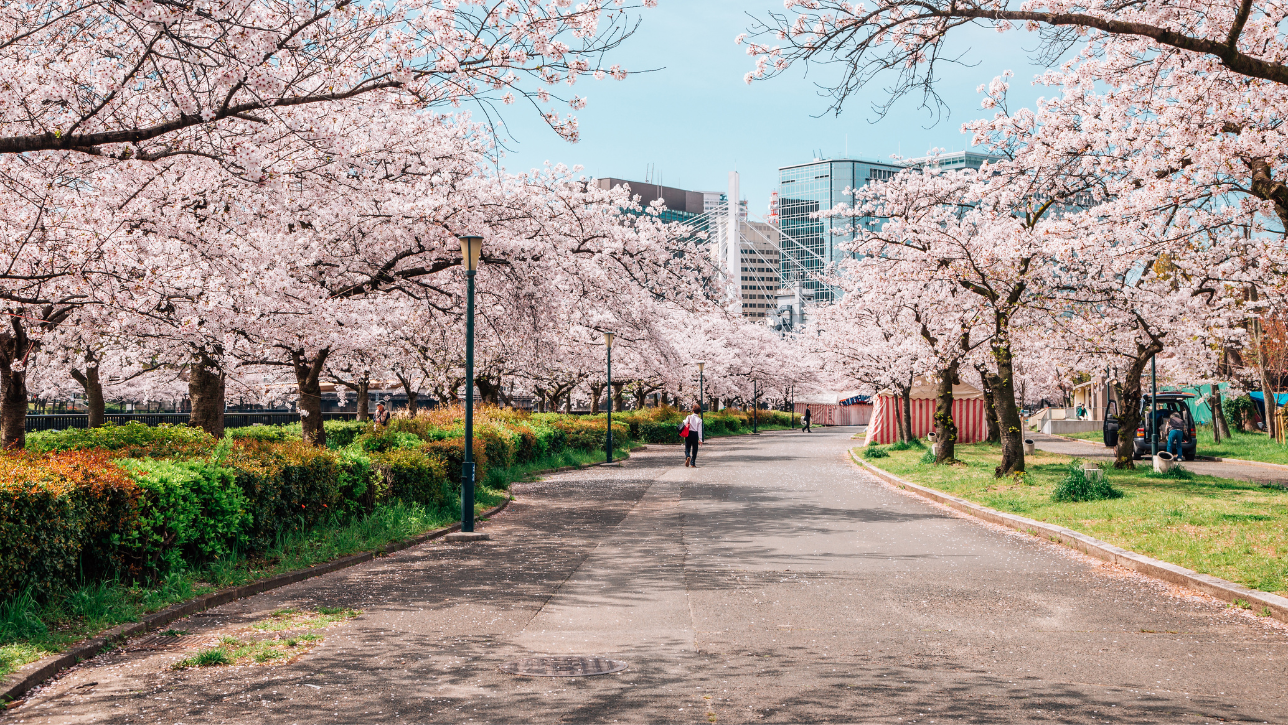 Tokyo, Japan – The Epicenter of Cherry Blossom Culture