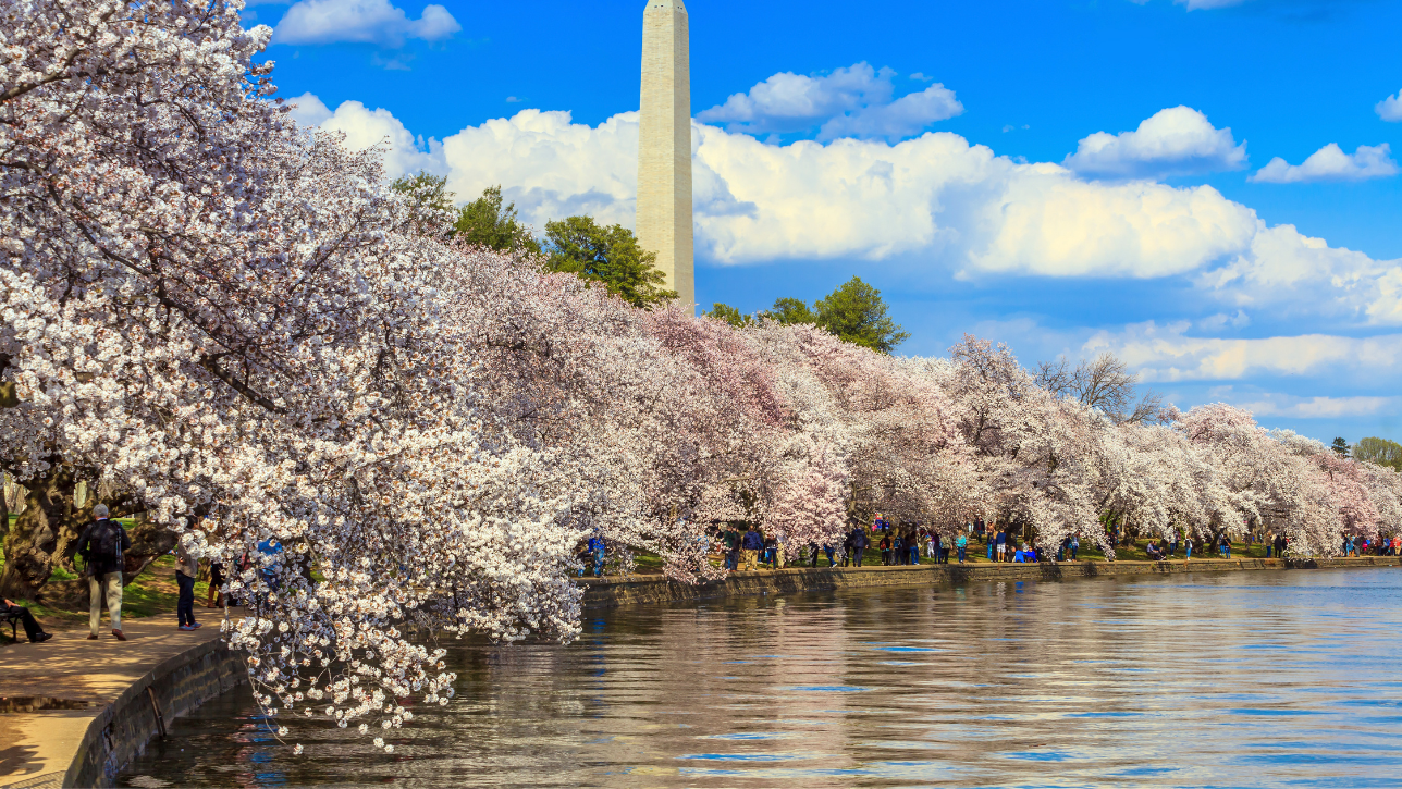 Washington, D.C., USA – A Historic Floral Celebration
