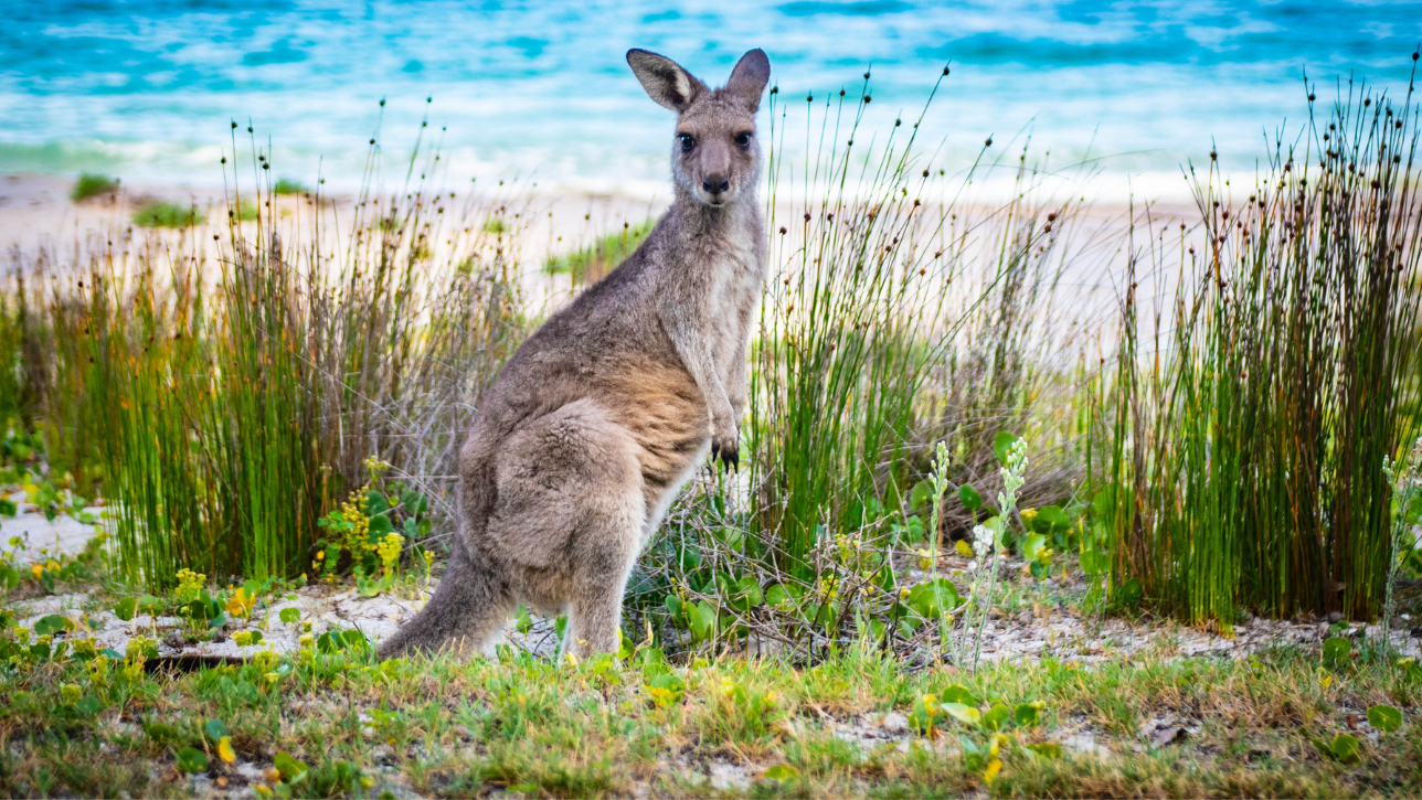 Kangaroo Island, Australia: A Wildlife Wonderland