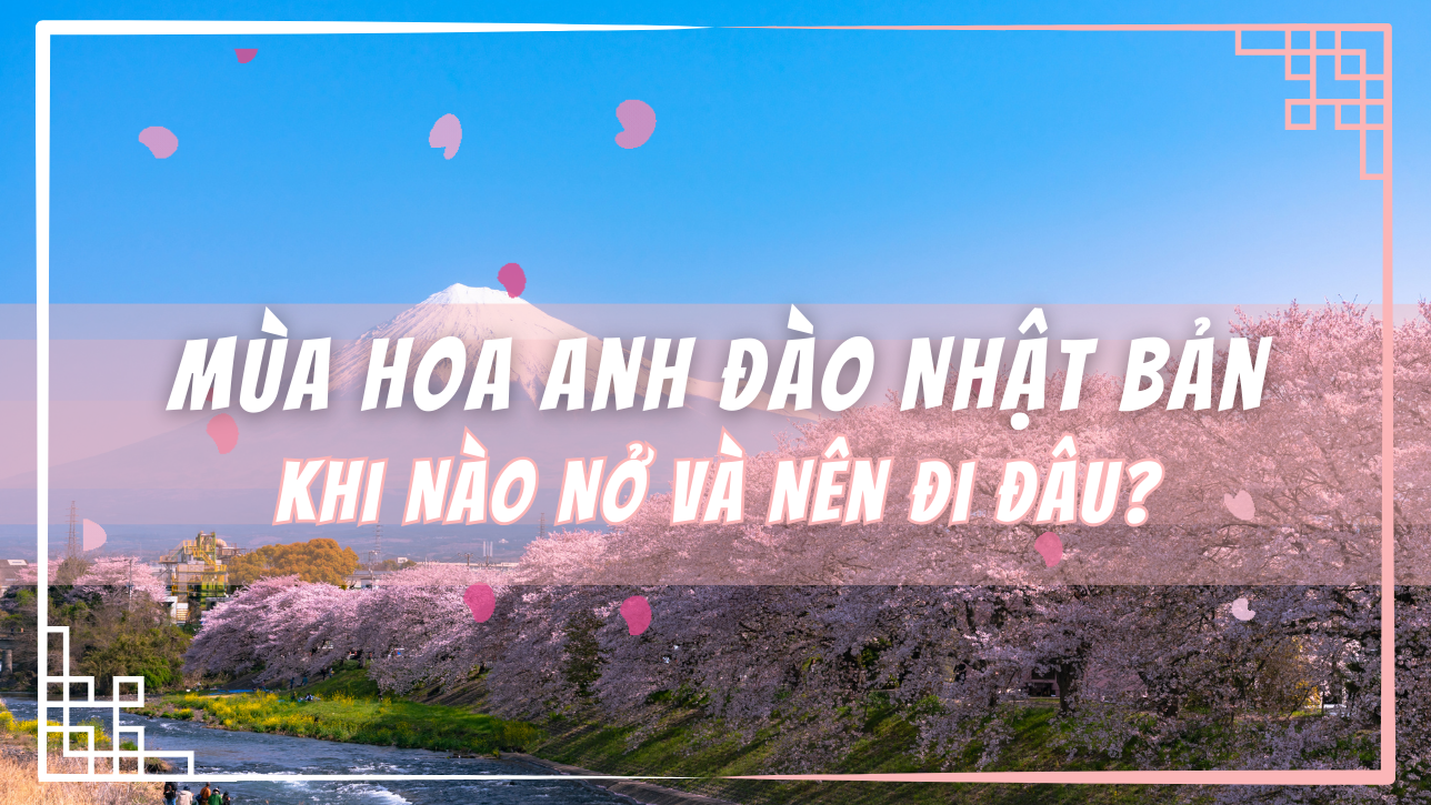 Mùa Hoa Anh Đào Nhật Bản: Khi Nào Nở và Nên Đi Đâu?