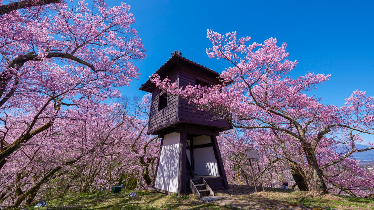 6 Mẹo Thiết Yếu Cho Mùa Hoa Anh Đào 2025