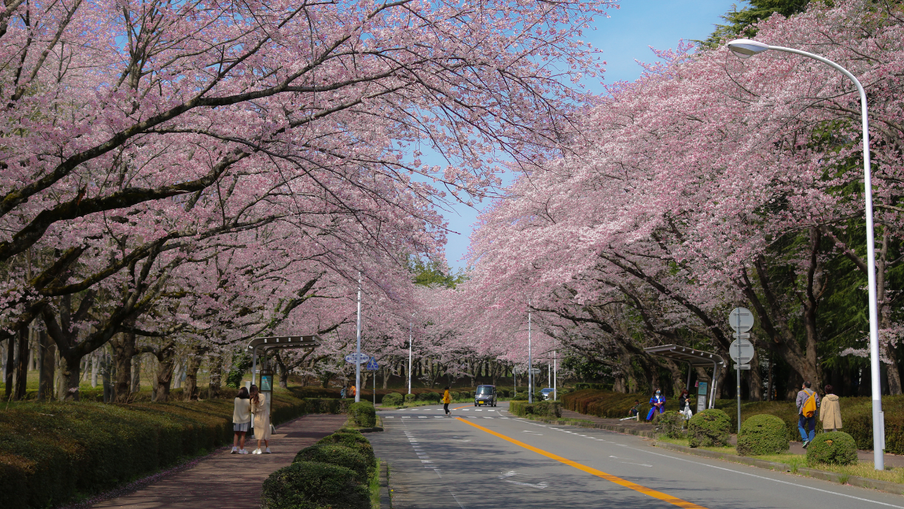 Sự Kiện và Lễ Hội